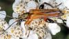 Oedemera podagrariae